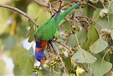 Red-collared Lorikeetborder=